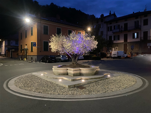 Relamping rotatoria ulivo ornamentale piazza Dante